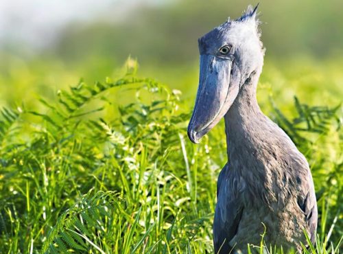 Best-time-to-do-birding-in-around-Uganda