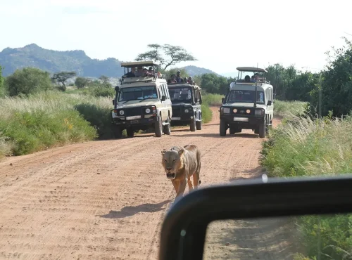classic-africa-game-drive